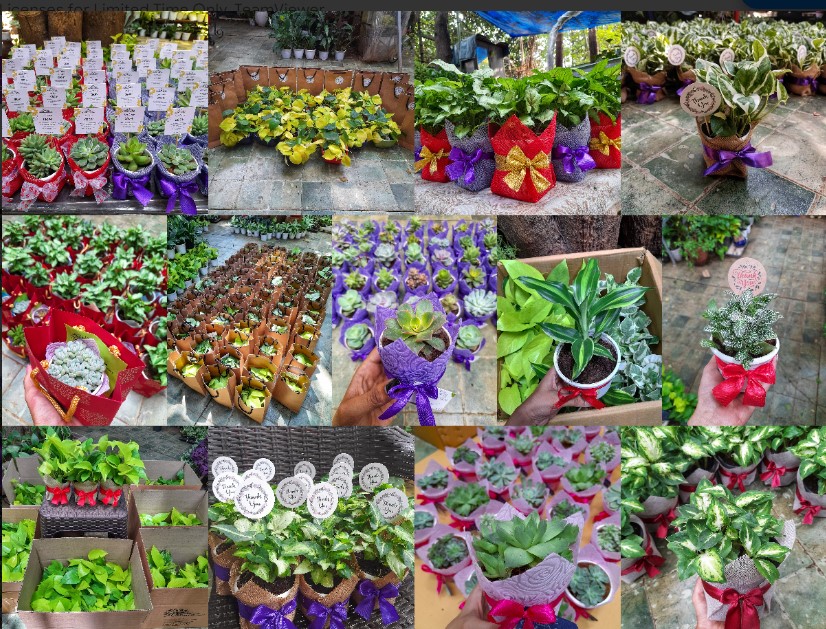 Gift Saplings