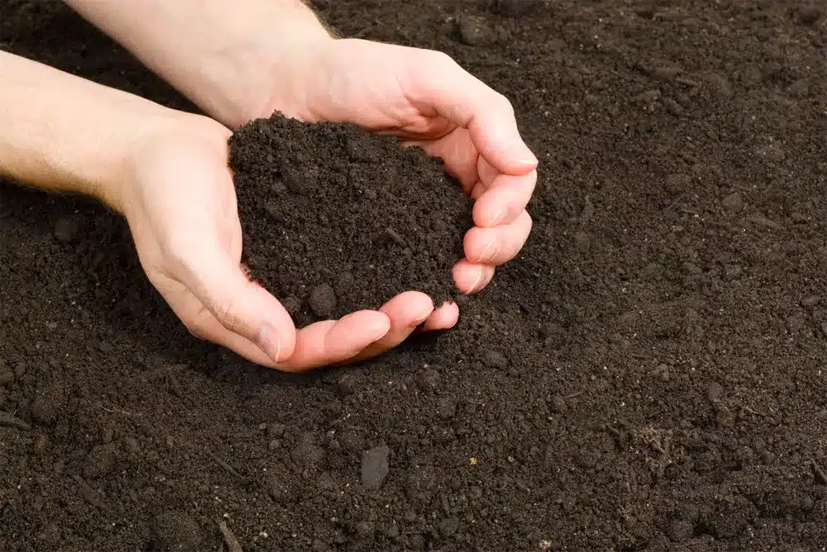 Soil media